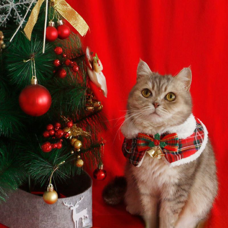 Winter Clothing Accessories - Cat Christmas Cloak Pet New Year
